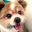 ゆきんころんのサムネイル