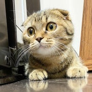 ニャルソック隊の父よっちゃんのおすすめのサムネイル