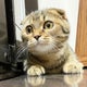 ニャルソック隊の父よっちゃんのおすすめのサムネイル