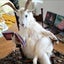Meiのサムネイル