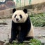 ぱんぱんぱんだのサムネイル