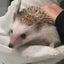 まよいひつじのサムネイル