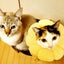 ciao-gattiのサムネイル