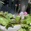 gejigejijyumsterのサムネイル