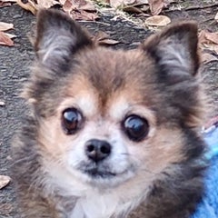 minminのプロフィール