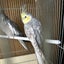 country-life-w-animalsのサムネイル