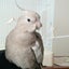 フィロ さんのサムネイル