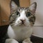 画像 猫とひとり暮らしをする40代ぼっちＯＬの家計簿のユーザープロフィール画像