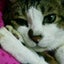 せりざわのサムネイル