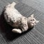 画像 琥珀とのくらしのユーザープロフィール画像