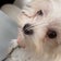 ⭐︎保護犬〜ず＆みらい旅⭐︎　アグリドッグレスキュー