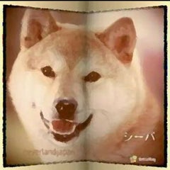 シーバのプロフィール