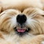 collon-mamaのサムネイル