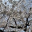 yori-252525のサムネイル