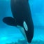 あべかわもちのサムネイル