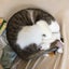 銭にゃんこ2のサムネイル