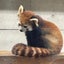 リリーのサムネイル