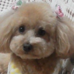 yaccheblogのプロフィール
