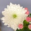 画像 ココチリの奇跡を集めてみました！のユーザープロフィール画像