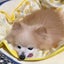 画像 なっちの保護犬預かりブログのユーザープロフィール画像