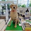 画像 IQも世帯年収も底辺ですが私立小学校へのユーザープロフィール画像