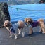 風太と海🐶のサムネイル