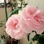 Roseのサムネイル