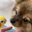 瑠璃のサムネイル