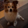 まめちゃんのプロフィール