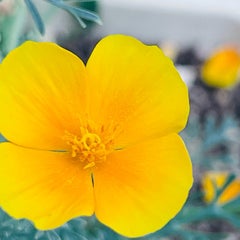 umenokiのプロフィール