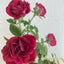 cantabile926のサムネイル