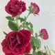 cantabile926のおすすめのサムネイル