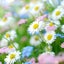 花の手帖のサムネイル