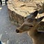 ゆうかりんのサムネイル