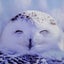 画像 後家の くま子ʕ•ᴥ•ʔのロハスな暮らし日記のユーザープロフィール画像