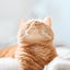 寧子【neko】のサムネイル