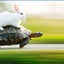 usagitokameのサムネイル