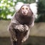 ちゃまるのサムネイル