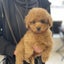 画像 ぽかぽか助産師の子育て支援のユーザープロフィール画像