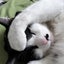 猫のカネ男君のサムネイル