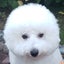 bichon-frise-yukimaruのサムネイル