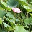 ゆきえ先生のサムネイル