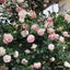 hiro☆Gardenのサムネイル