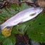 ウマキチ釣り部のサムネイル
