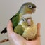 RaTo~インコのブリーダー 𓅫𓂃◌𓈒のサムネイル