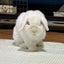 画像 ＊チャーリーのドタバタ日記＊のユーザープロフィール画像