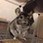 ねずみオーナーのサムネイル