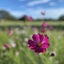 あさがきたのサムネイル