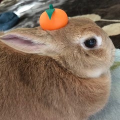 香の兎のプロフィール