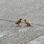 だっちゃんのサムネイル